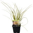 Assorted-Grass Sale