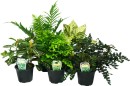 Assorted-Table-Top-Plant Sale