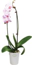 Moth-Orchid Sale