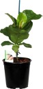 Fiddle-Leaf-Fig Sale