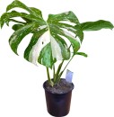 Thai-Constellation-Monstera Sale