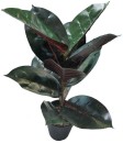 Botanica-Rubber-Plant-45cm Sale