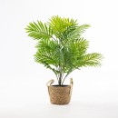 Maeve-Mothers-Palm-70cm Sale