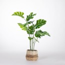 Monstera-120cm Sale