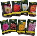 Assorted-Named-Dahlia-Tubers-1-Pack Sale