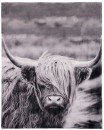 Brampton-House-Highland-Cow-Photo-Real-Blanket Sale