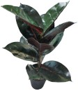 Rubber-Plant-45cm Sale