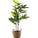 Everlasting-Maeve-Pachira-Plant-75cm Sale