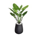 Everlasting-Potted-Curcuma-Plant-150Cm Sale