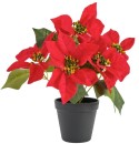 Jolly-Joy-Poinsettia-in-Planter-Pot-2286-x-292cm Sale