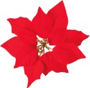 Jolly-Joy-Red-Poinsettia-Clips-6-Pack Sale