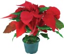 Poinsettia Sale