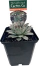 Asstd-Succulents Sale