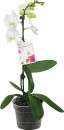 Moth-Orchid Sale