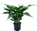 Peace-Lily Sale