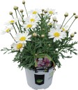 Marguerite-Daisies Sale