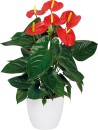 Anthurium Sale