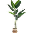 Banana-Plant-180cm Sale