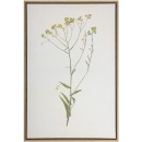 Framed-Print-Yellow-Stem-Flowers Sale