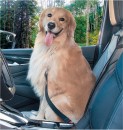 MaxiTrac-Seat-Belt-Pet-Tether Sale