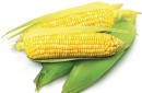 Sweetcorn Sale