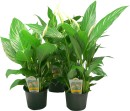 Spathiphyllum-Peace-Lily-12cm Sale