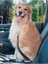 MaxiTrac-Pet-Seatbelt-Tether Sale