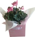 Gift-Wrapped-Cyclamen-Plant Sale