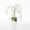 Flourishing-Orchid Sale