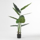 160cm-Banana-Palm Sale