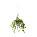 Hanging-Vine-Plant Sale
