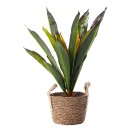 45cm-Dracaena Sale