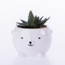 Everlasting-Succulent-In-Ceramic-Animal-Pot Sale