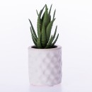 Everlasting-Grass-Succulent-In-Pot Sale