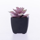 Everlasting-Rose-Succulent-In-Black-Pot Sale