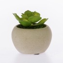Everlasting-Forest-Succulent-In-Pot Sale