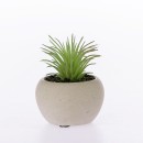 Everlasting-Grass-Succulent-In-Pot Sale