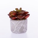 Everlasting-Red-Succulent-in-Grey-Pot Sale