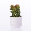 Everlasting-Green-Succulent-In-Pot Sale