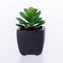 Everlasting-Green-Succulent-In-Black-Pot Sale