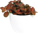 Asstd-Table-Top-Plants Sale