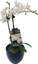 Moth-Orchid Sale