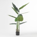 Travellers-Banana-Palm-160cm Sale