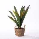 Dracaena-Plant Sale