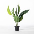 Peace-Lily Sale
