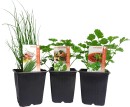 Asstd-Herbs Sale