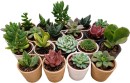 Asstd-Succulent Sale