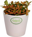 Asstd-Fittonia Sale