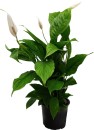 Peace-Lily Sale