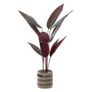 Everlasting-Calathea-Plant-145cm Sale